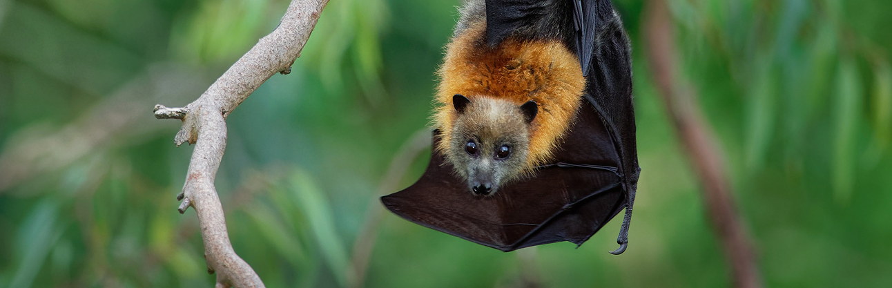 bat
